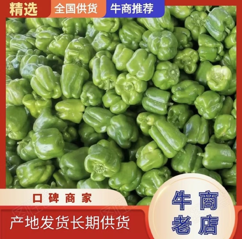 精品圆椒大量上市圆辣椒专业代办走货便利欢迎咨询