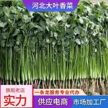 【精品】河北邯郸香菜，有基地供货大棚种植基地电商市场货源