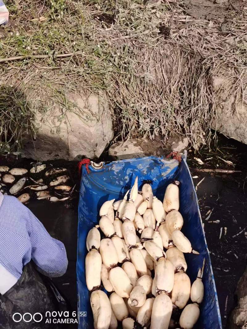 莲藕，品种齐全，量大价优，质量三包，欢迎询价