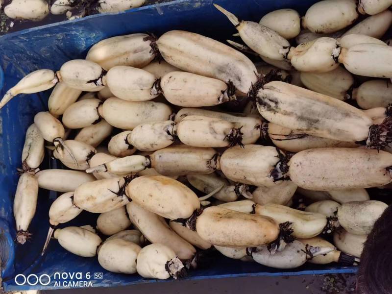 莲藕，品种齐全，量大价优，质量三包，欢迎询价