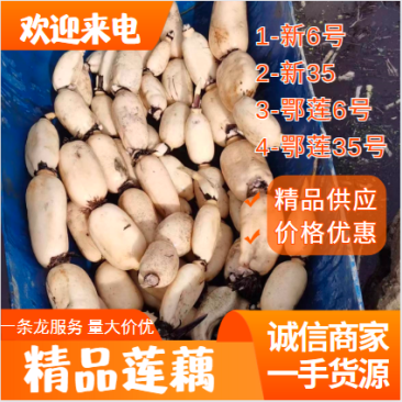莲藕，品种齐全，量大价优，质量三包，欢迎询价