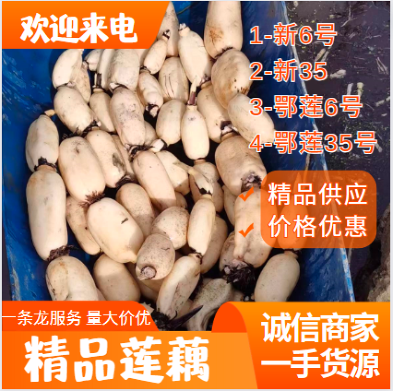 莲藕，品种齐全，量大价优，质量三包，欢迎询价