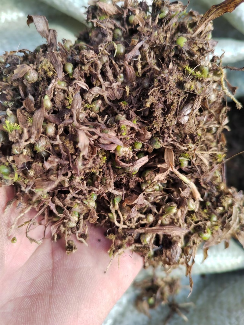 白芨直播苗，块茎0.3至1公分，量大从优，欢迎来电咨询
