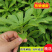 救心菜种苗高钙菜基地发货费菜现挖成活率高景天三七