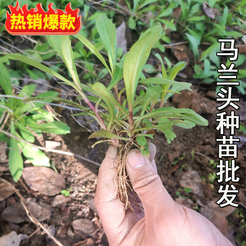 马兰头种苗多年生蔬菜苗四季南北方种植成活率高基地
