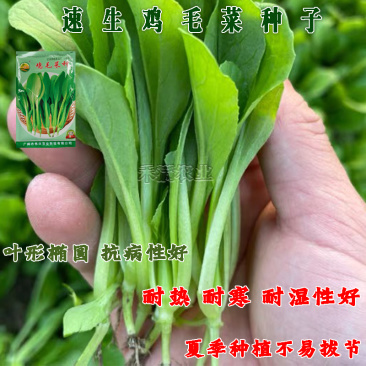 鸡毛菜种子种籽四季小白菜青菜油菜上海青菜种子大全