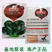 鸡毛菜种子种籽四季小白菜青菜油菜上海青菜种子大全
