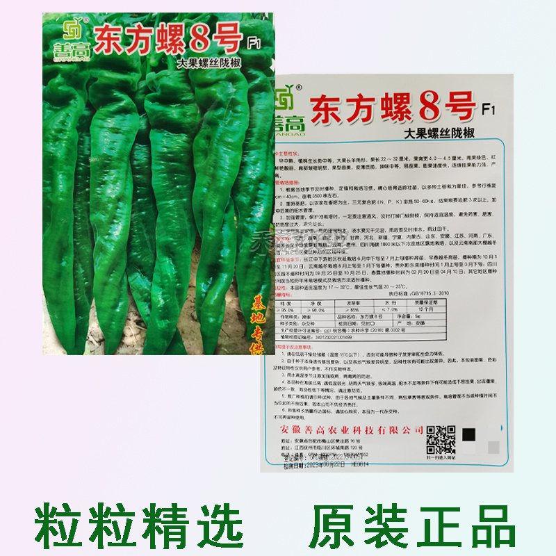 超大果32厘米螺丝椒种子陇椒龙椒种籽辣椒种子辣椒种子