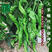超大果32厘米螺丝椒种子陇椒龙椒种籽辣椒种子辣椒种子