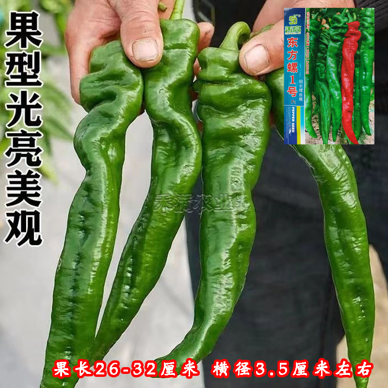 超大果32厘米螺丝椒种子陇椒龙椒种籽辣椒种子辣椒种子