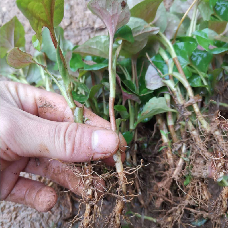 鱼腥草种苗红根折耳根种苗四季可种植种根直供包邮
