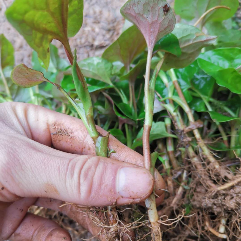 鱼腥草种苗红根折耳根种苗四季可种植种根直供包邮