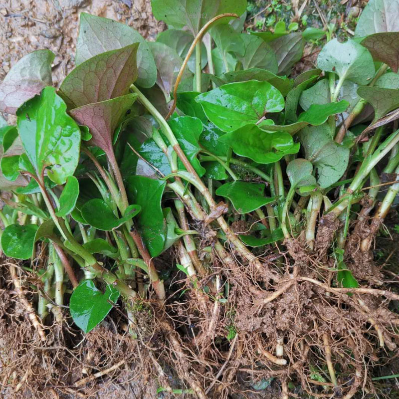 鱼腥草种苗红根折耳根种苗四季可种植种根直供包邮