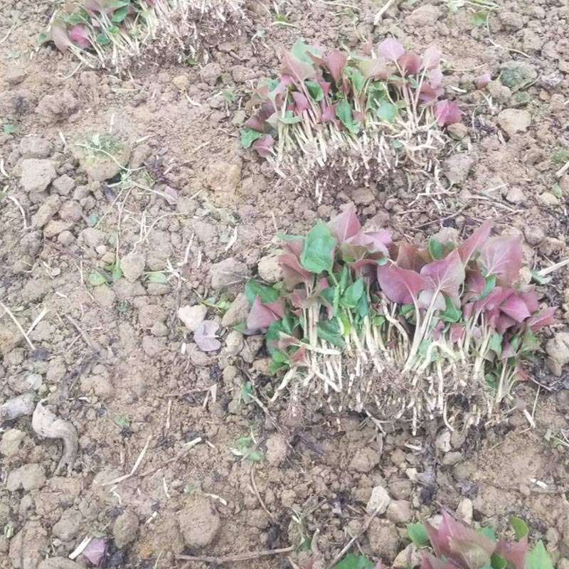 鱼腥草种苗红根折耳根种苗四季可种植种根直供包邮