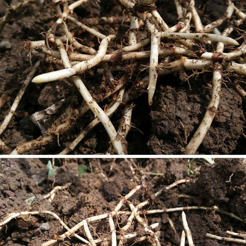 鱼腥草种苗红根折耳根种苗四季可种植种根直供包邮