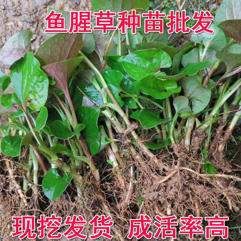 鱼腥草种苗红根折耳根种苗四季可种植种根直供包邮