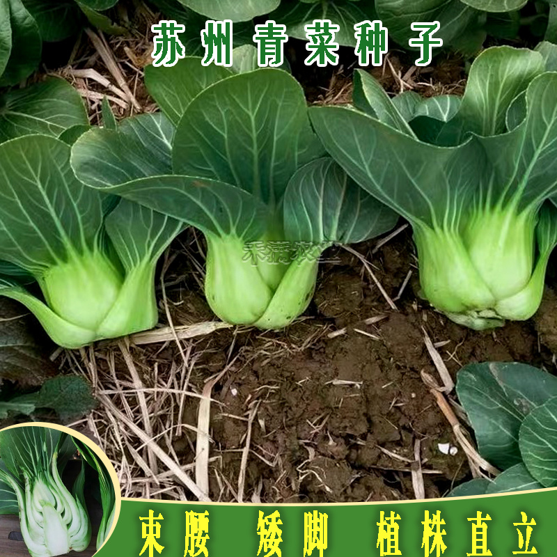 矮脚苏州青上海青青梗菜种子黑叶油菜籽阳台四季上海青种子