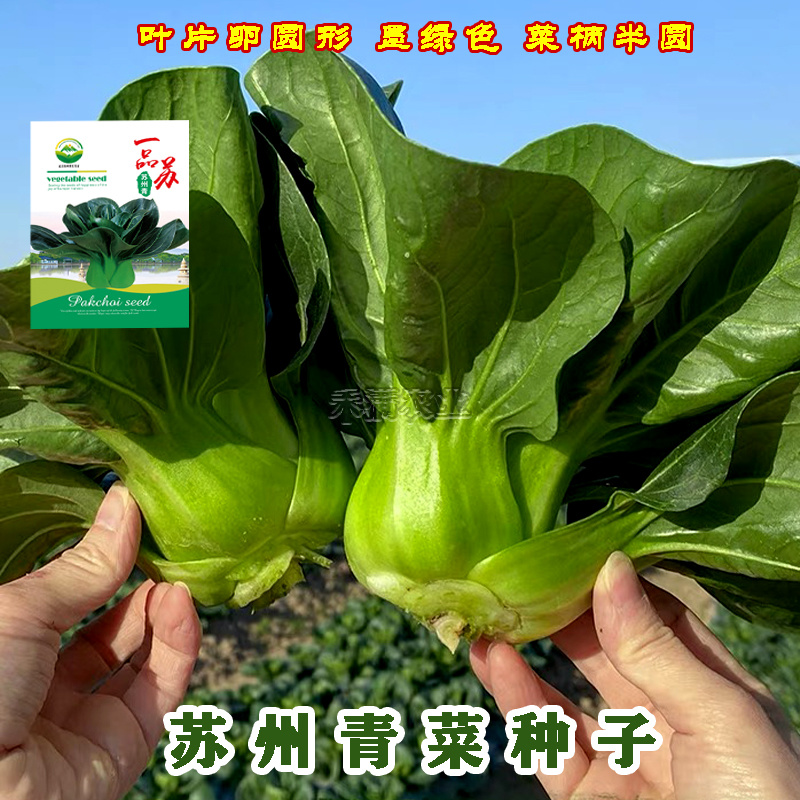 矮脚苏州青上海青青梗菜种子黑叶油菜籽阳台四季上海青种子