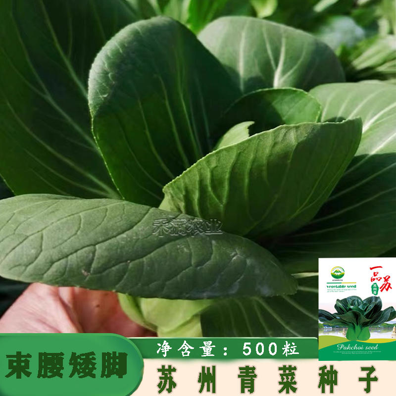 矮脚苏州青上海青青梗菜种子黑叶油菜籽阳台四季上海青种子