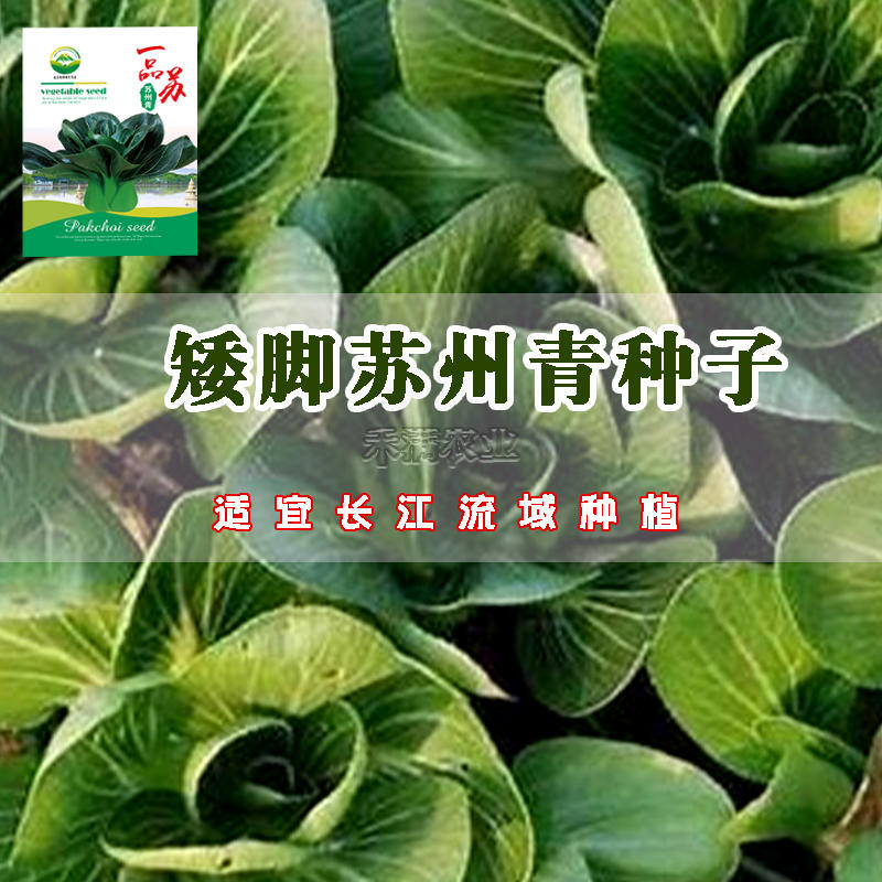 矮脚苏州青上海青青梗菜种子黑叶油菜籽阳台四季上海青种子