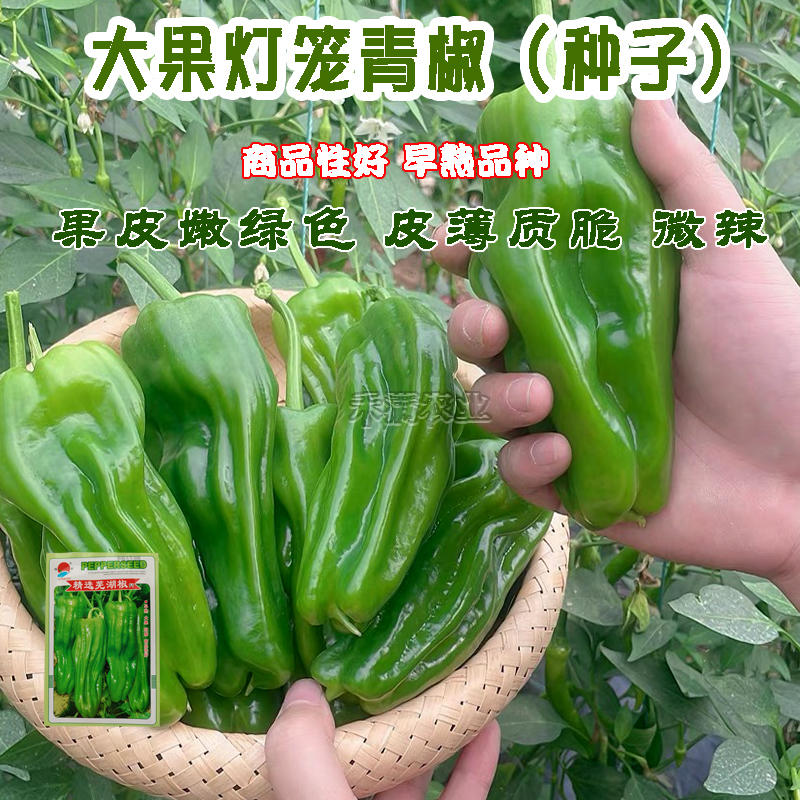 基地优品薄皮泡椒种子辣椒种籽孑高产特大芜湖辣椒种子