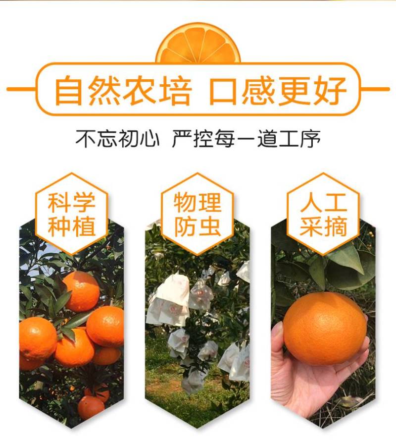爱媛果冻橙四川橙支持代发视频看货市场代办社区团购抖音电商