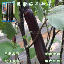 茄子种籽大全种籽春秋季阳台盆栽蔬菜种孑四季茄子种子