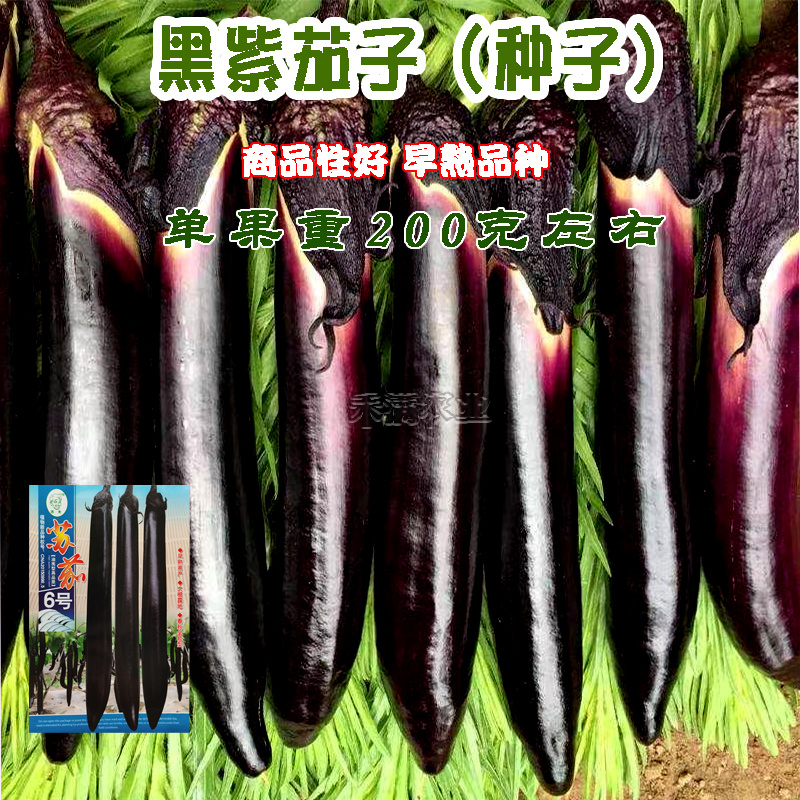 茄子种籽大全种籽春秋季阳台盆栽蔬菜种孑四季茄子种子