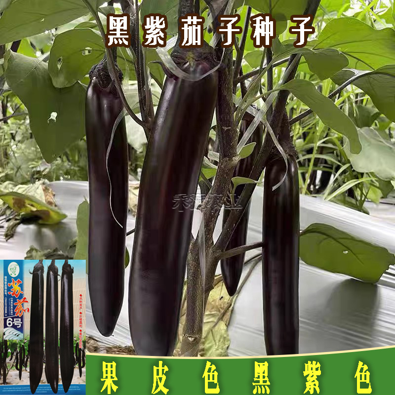 茄子种籽大全种籽春秋季阳台盆栽蔬菜种孑四季茄子种子