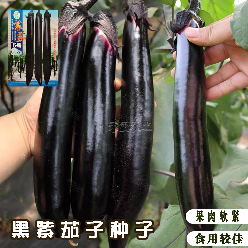 茄子种籽大全种籽春秋季阳台盆栽蔬菜种孑四季茄子种子