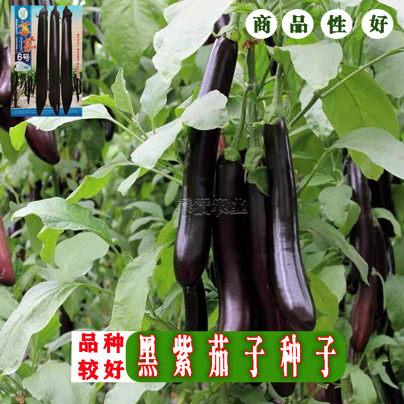 茄子种籽大全种籽春秋季阳台盆栽蔬菜种孑四季茄子种子