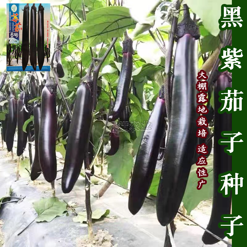 茄子种籽大全种籽春秋季阳台盆栽蔬菜种孑四季茄子种子