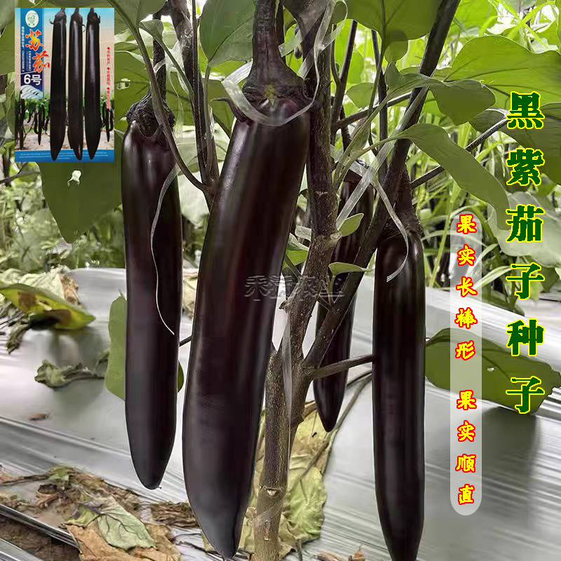茄子种籽大全种籽春秋季阳台盆栽蔬菜种孑四季茄子种子