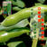 七星剑大粒蚕豆种子七粒香大蚕豆种籽高产大颗种孑四季特大