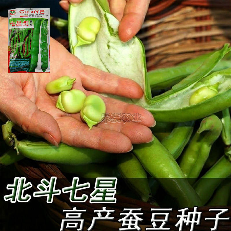 七星剑大粒蚕豆种子七粒香大蚕豆种籽高产大颗种孑四季特大