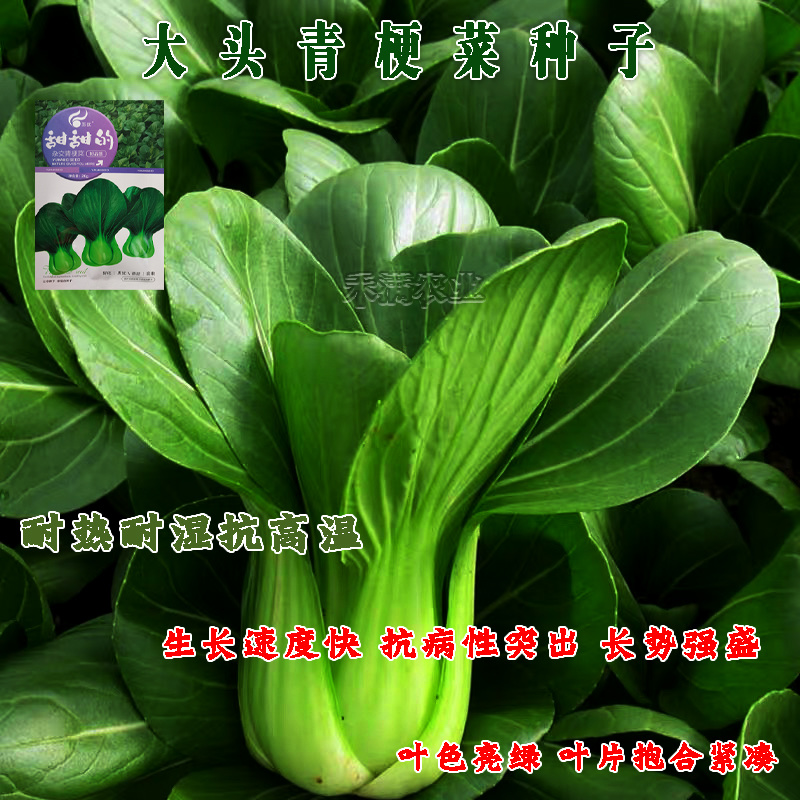 正宗甜甜的杂交青梗菜种子上海青种籽大全四季种子上海青种子