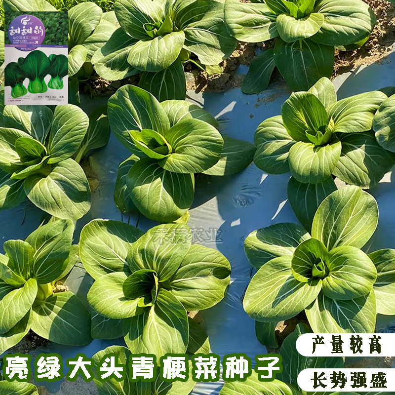 正宗甜甜的杂交青梗菜种子上海青种籽大全四季种子上海青种子