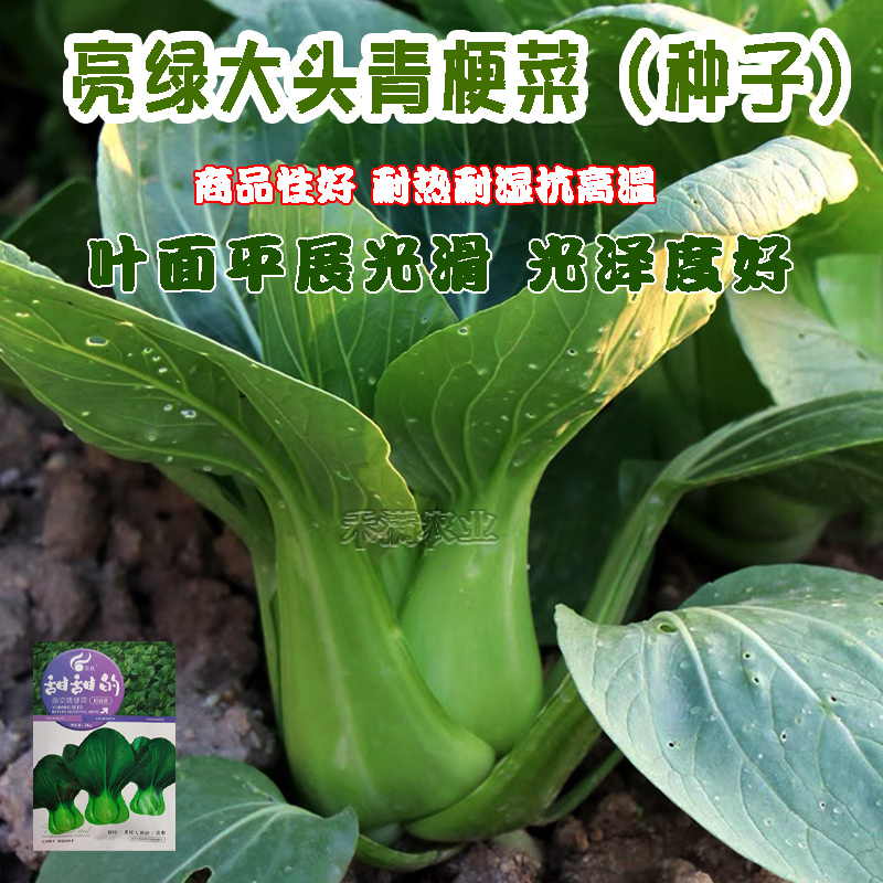 正宗甜甜的杂交青梗菜种子上海青种籽大全四季种子上海青种子