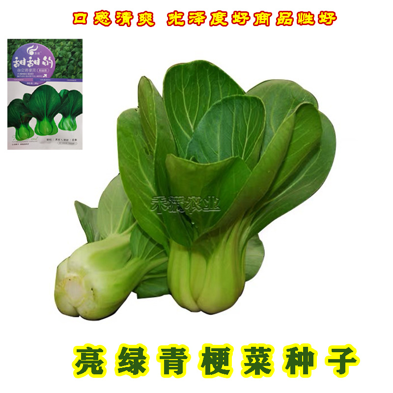 正宗甜甜的杂交青梗菜种子上海青种籽大全四季种子上海青种子