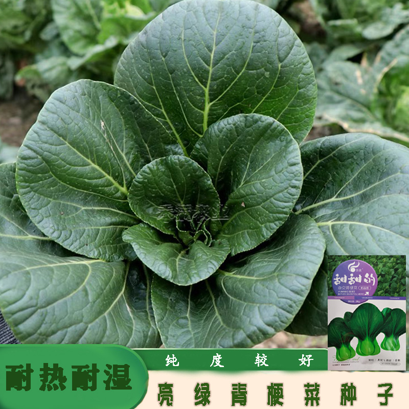 正宗甜甜的杂交青梗菜种子上海青种籽大全四季种子上海青种子