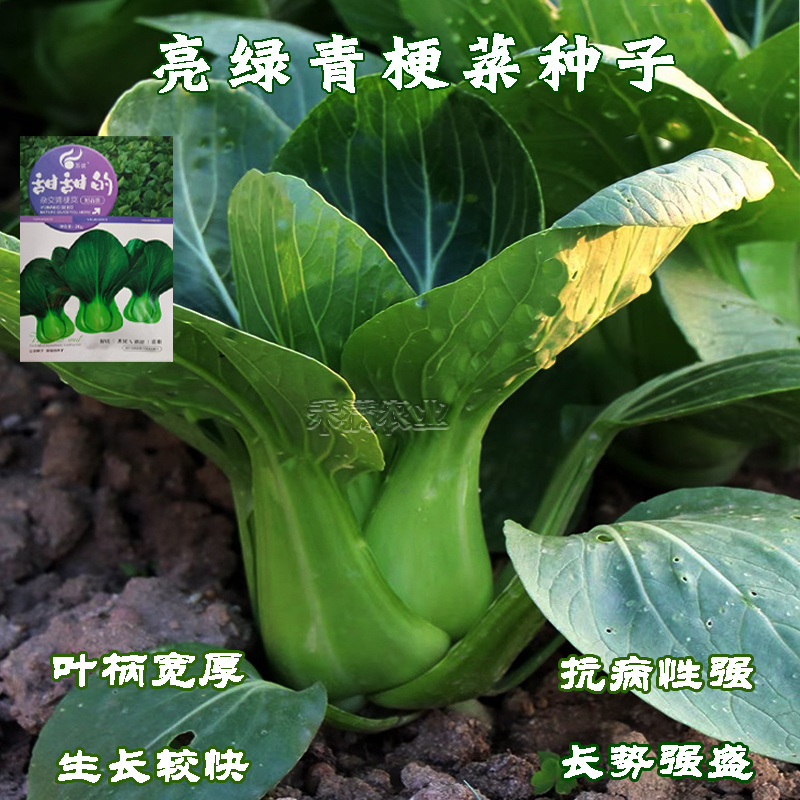 正宗甜甜的杂交青梗菜种子上海青种籽大全四季种子上海青种子