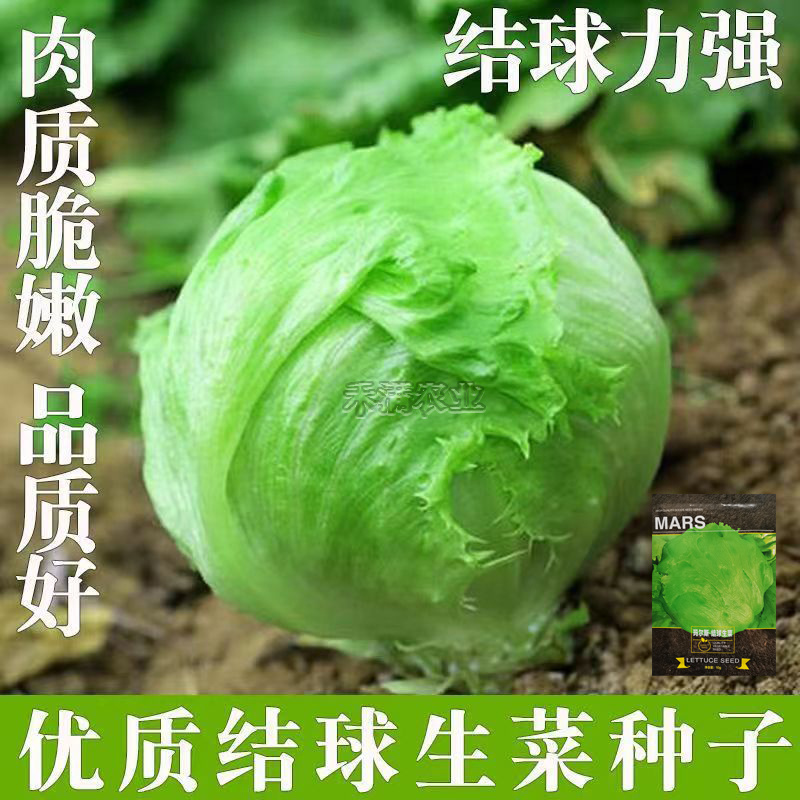 结球生菜种孑美国甜脆汉堡意大利生菜种籽四季奶油生菜种子