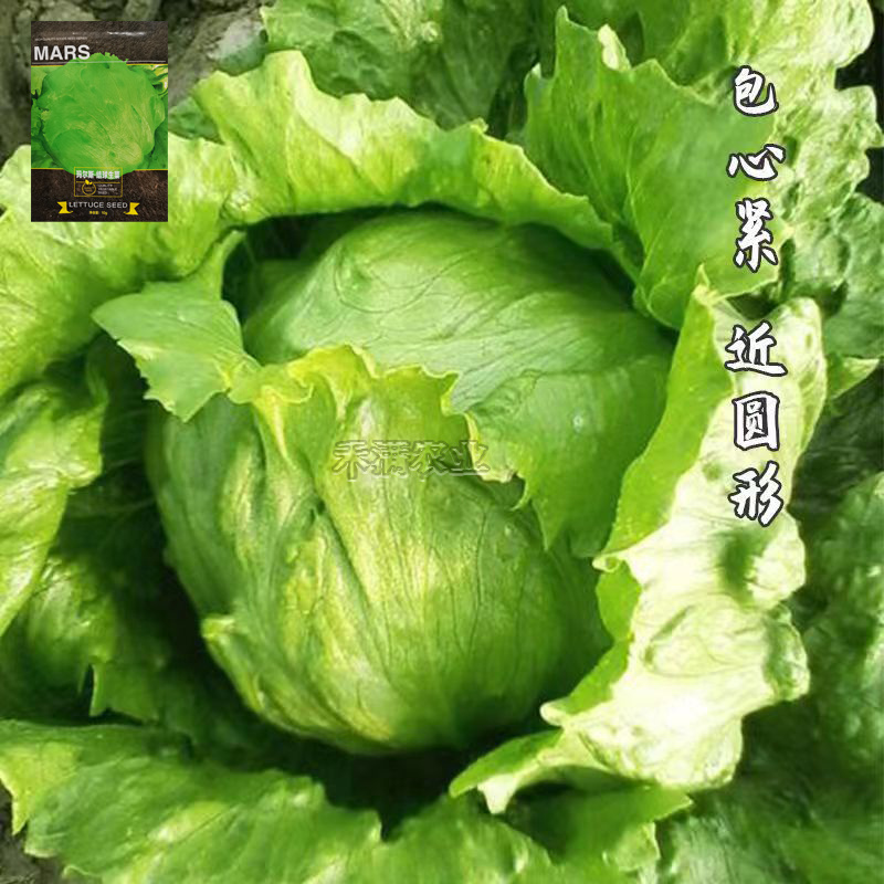 结球生菜种孑美国甜脆汉堡意大利生菜种籽四季奶油生菜种子