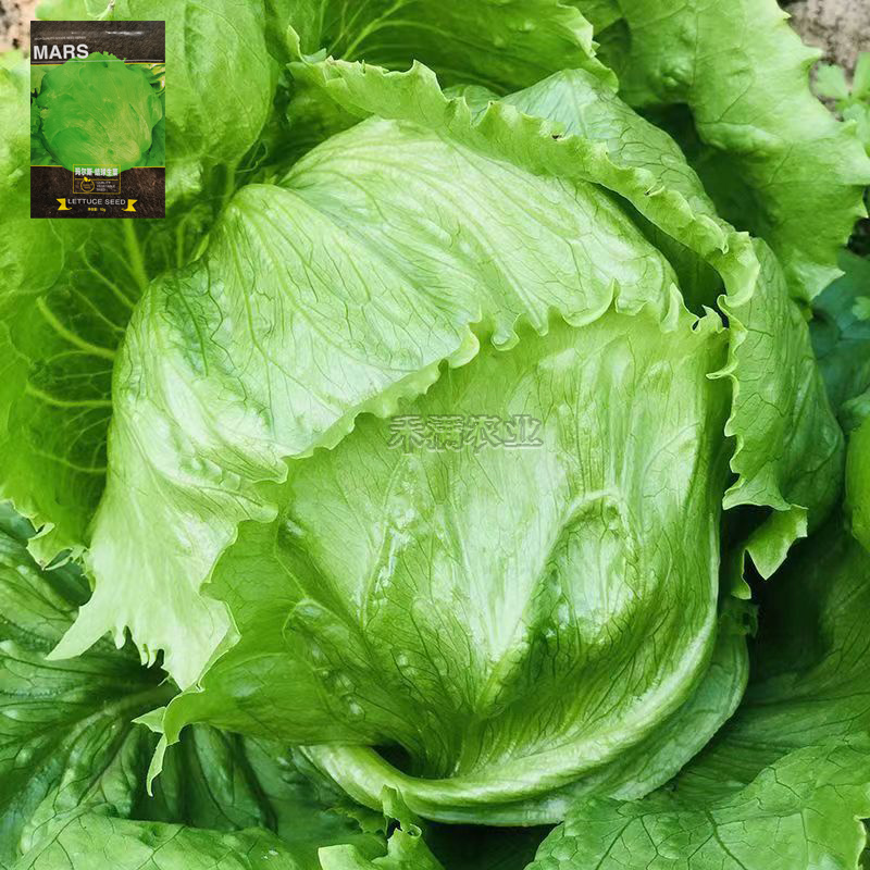 结球生菜种孑美国甜脆汉堡意大利生菜种籽四季奶油生菜种子