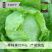 结球生菜种孑美国甜脆汉堡意大利生菜种籽四季奶油生菜种子