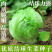 结球生菜种孑美国甜脆汉堡意大利生菜种籽四季奶油生菜种子