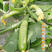10月播种早熟西葫芦种孑捷利亚秀绿140瓠瓜种籽西葫芦种