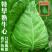 牛心包菜种籽牛心甘蓝种子春丰甘兰种子春秋包菜夏秋四季蔬菜