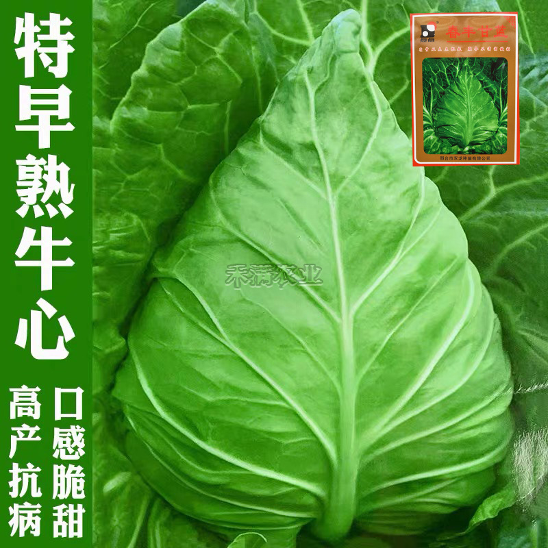 牛心包菜种籽牛心甘蓝种子春丰甘兰种子春秋包菜夏秋四季蔬菜