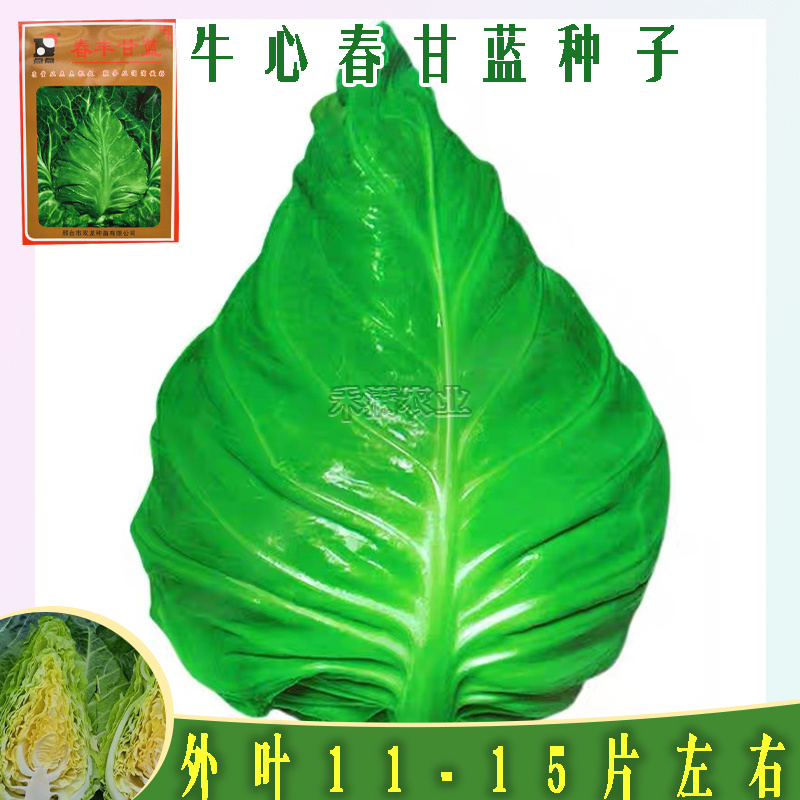 牛心包菜种籽牛心甘蓝种子春丰甘兰种子春秋包菜夏秋四季蔬菜